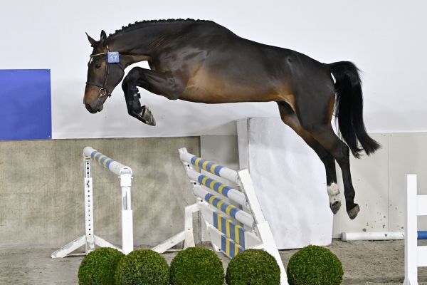 BALOU BOY VAN 'T LANGERIETHOF 1 BALOU BOY VAN 'T LANGERIETHOF 1