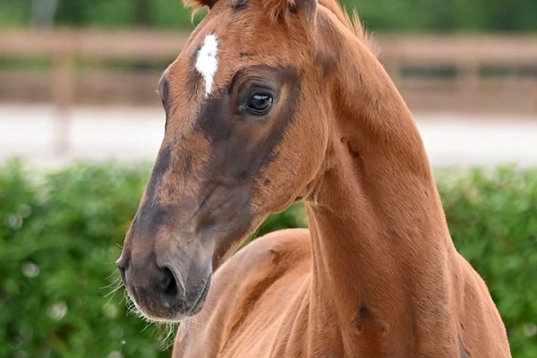 amadeus-van-het-hobos-z amadeus-van-het-hobos-z