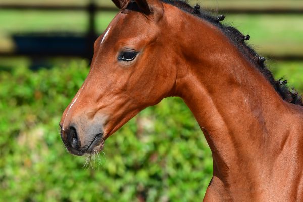 chester-vh-gebergte-z-96 chester-vh-gebergte-z-96