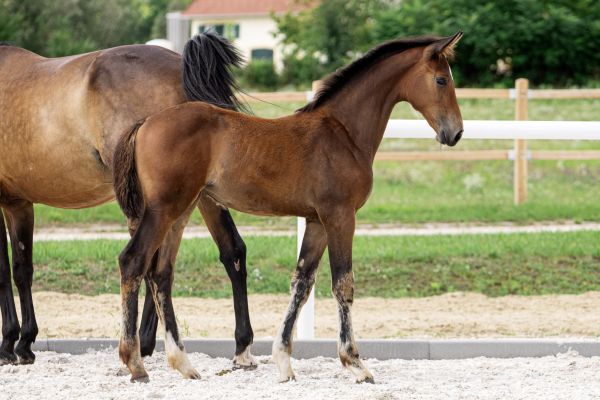 caffee-del-mare-sa-z caffee-del-mare-sa-z