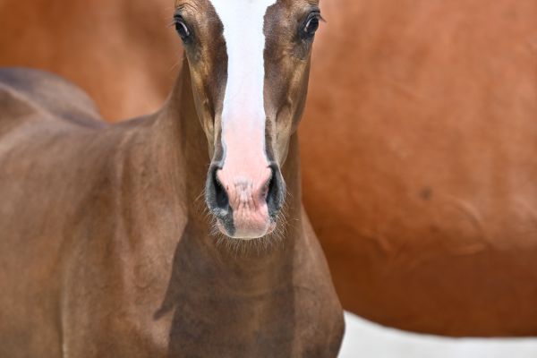 tiamo-van-inscha-z-80 tiamo-van-inscha-z-80