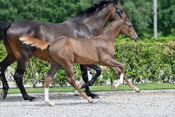 chuck-rs-z chuck-rs-z