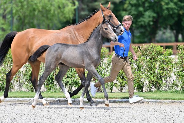 hey-mr-amaryllis-vd-meiboom-z hey-mr-amaryllis-vd-meiboom-z