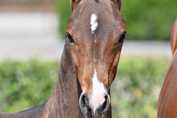 django-jeba-z-21 django-jeba-z-21