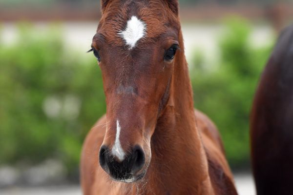 ardent-vd-begijnakker-z-73 ardent-vd-begijnakker-z-73