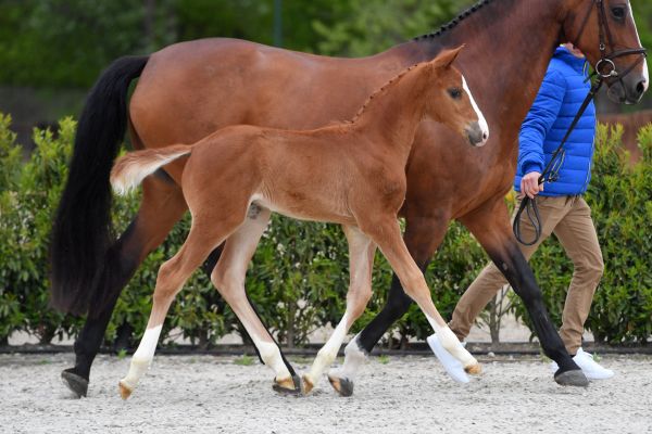 navarone-hemo-z-41 navarone-hemo-z-41