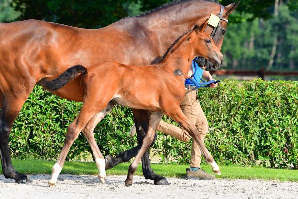 camille-vm-z camille-vm-z