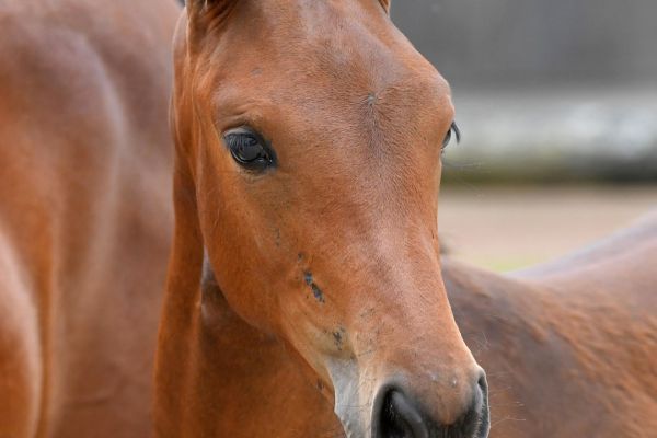 17-catilina-de-prevel-z6d76725-large