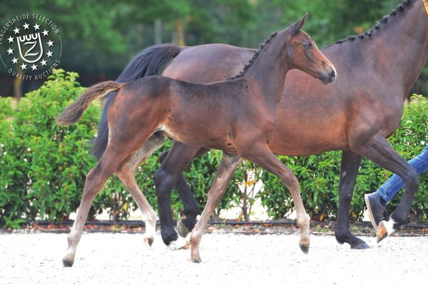 veulens2020voorwebsite24 veulens2020voorwebsite24