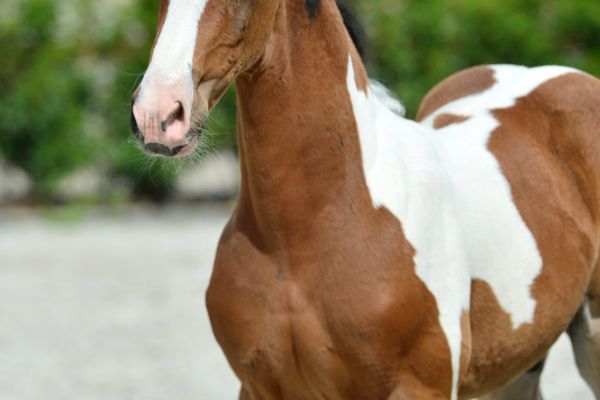 20200726-ga79639-1 20200726-ga79639-1