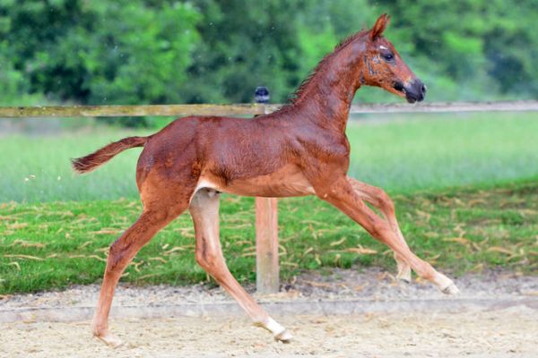 codexs-miss-z-86 codexs-miss-z-86