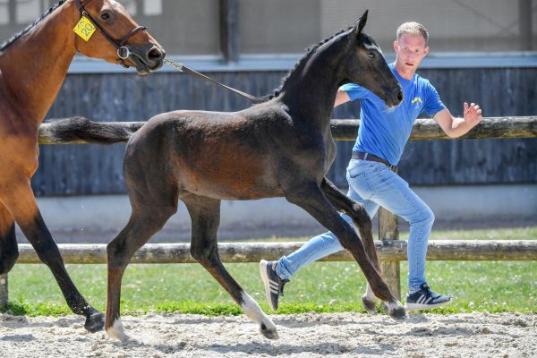 020-crazy-diamond-as-z5s34582-1-large 020-crazy-diamond-as-z5s34582-1-large