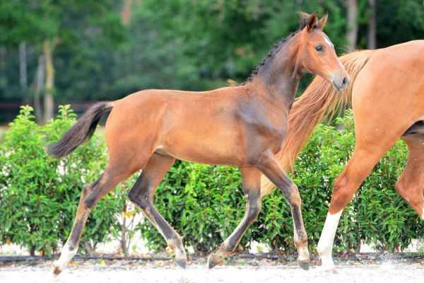 attraction-3 attraction-3