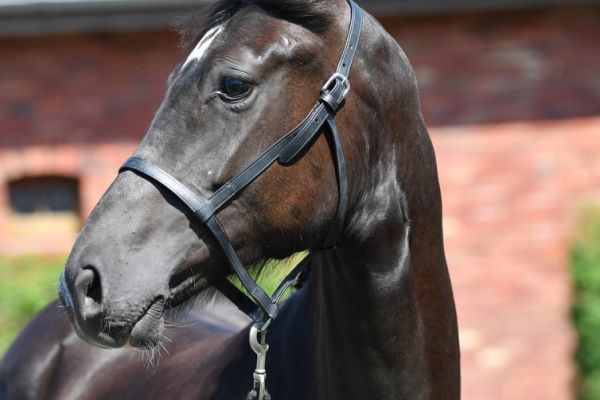 sheriif-vd-hunters-z sheriif-vd-hunters-z