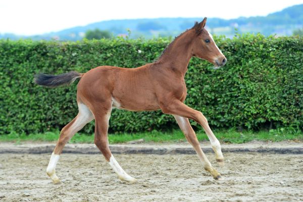 harun-vd-hunters-z-88 harun-vd-hunters-z-88