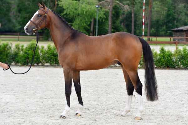20200710-ga75959-diablo