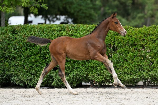 Double Diamond Z 1 Double Diamond Z 1