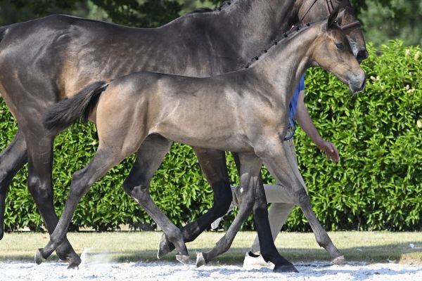 Clarice du Risoir Z 1 Clarice du Risoir Z 1