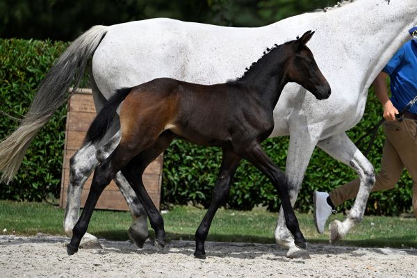 Z-festival-6074 Z-festival-6074