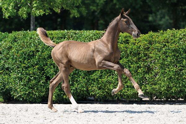 41 Cartouche EQ Z 41 Cartouche EQ Z