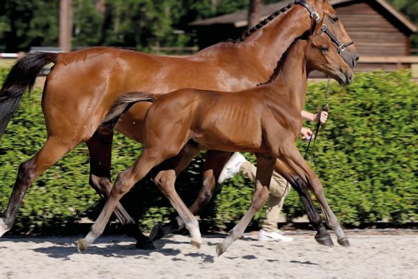 68 Ayrton O Z 68 Ayrton O Z