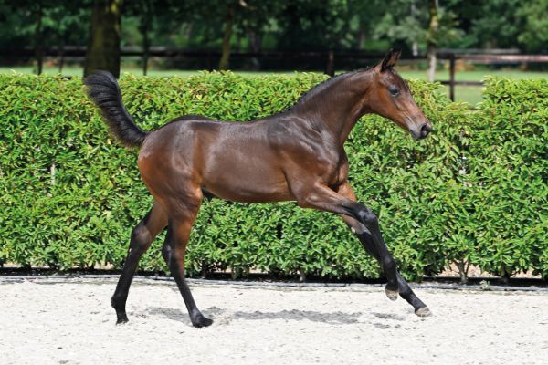 71 Cyclone T40 Z 71 Cyclone T40 Z