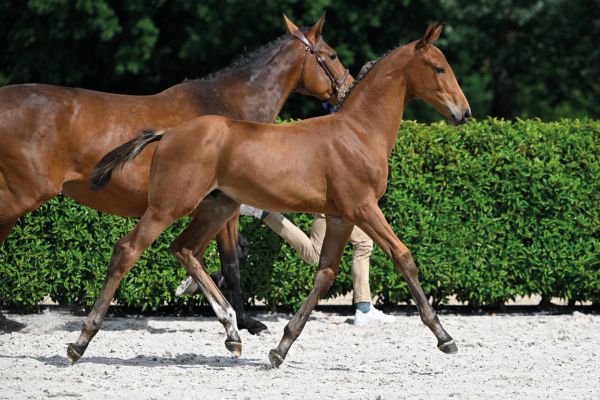 64 Iconic AEG Z 64 Iconic AEG Z