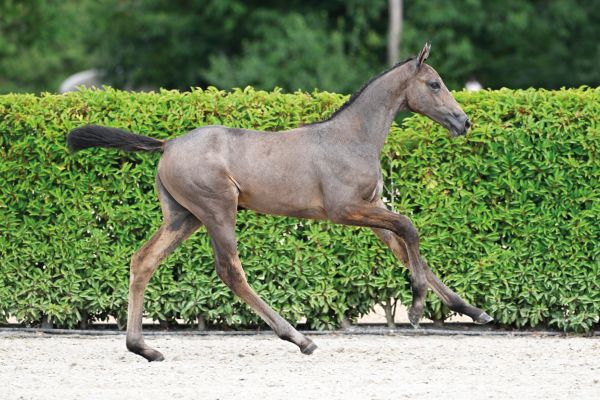 51 Ta Belle Z 51 Ta Belle Z