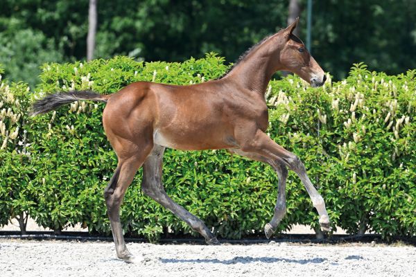 72 Kashback SK Z 72 Kashback SK Z