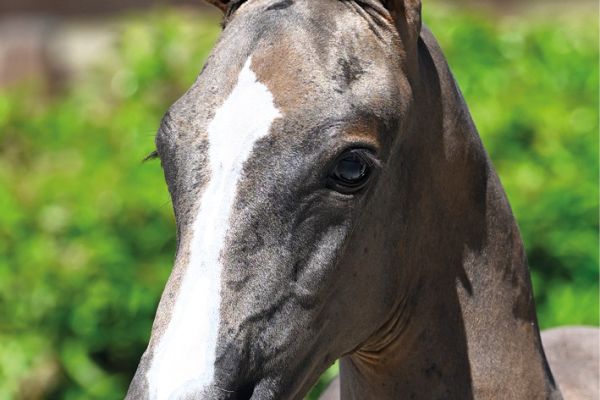 57 Divine Intervention d'Grandin Z 57 Divine Intervention d'Grandin Z