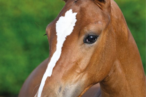 44 Randy Paret ST Z 44 Randy Paret ST Z