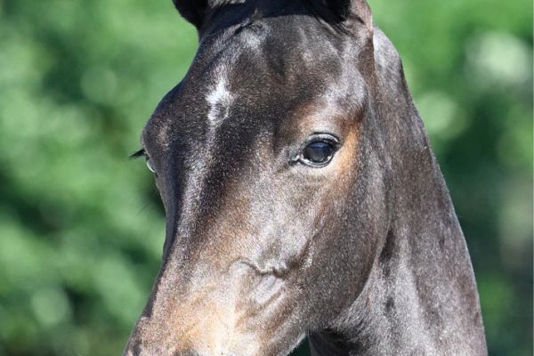 81 Triple Seven FD Z 81 Triple Seven FD Z