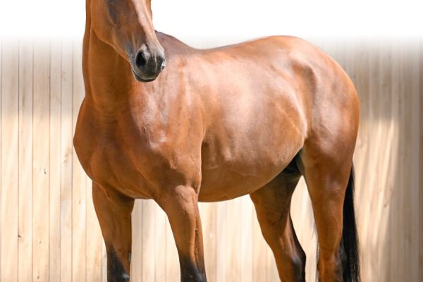 07 Kall in H5 Des Premices Z 07 Kall in H5 Des Premices Z