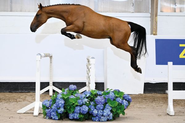 07 Kall in H5 Des Premices Z 07 Kall in H5 Des Premices Z