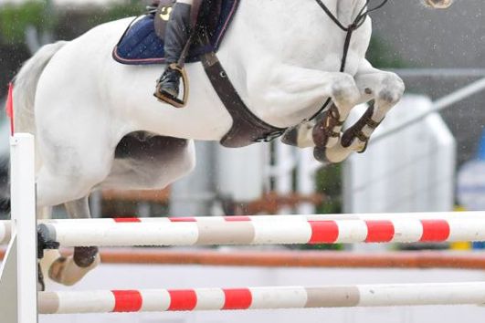 Leopard of Ballmore & Zsofia Vandor Leopard of Ballmore & Zsofia Vandor