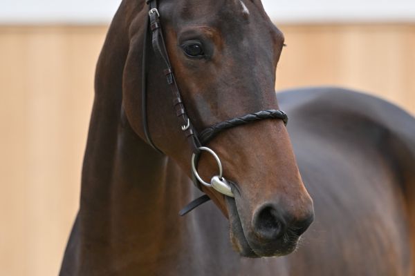 Qubic van't Huka Z Qubic van't Huka Z