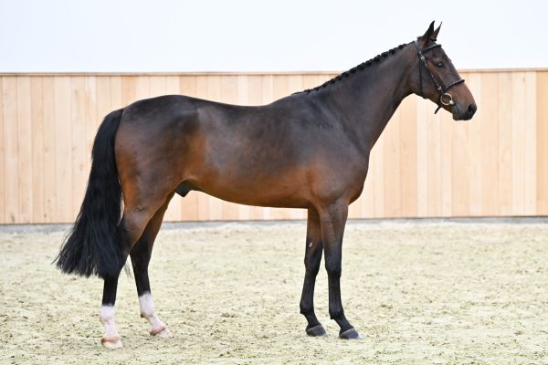 Qubic van't Huka Z  Qubic van't Huka Z