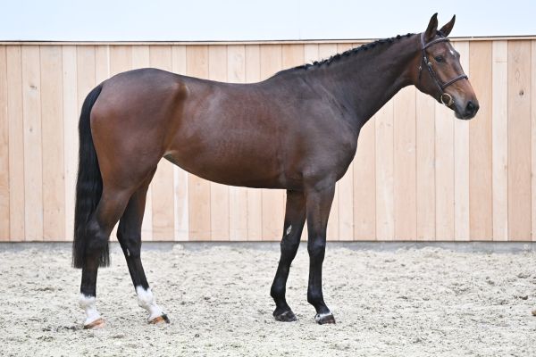 Quickstep Z   Quickstep Z