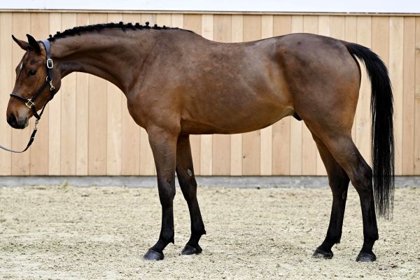 Qarrasco vh Neerhof Z Qarrasco vh Neerhof Z