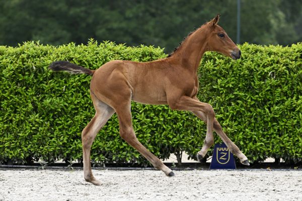 Conthargos x Edjaz van 't Merelsnest Contesto van Maeson Stables Z