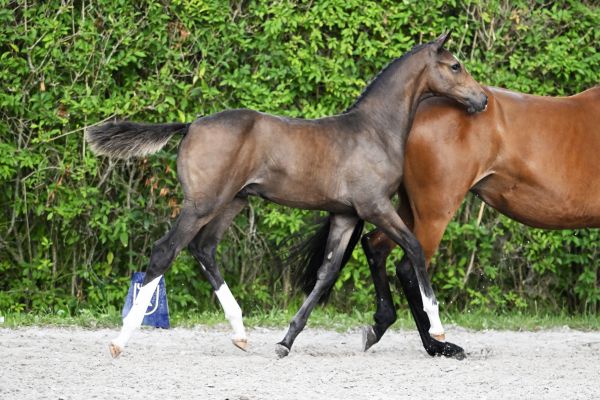 Catoki Z x Emerald Catomi Z