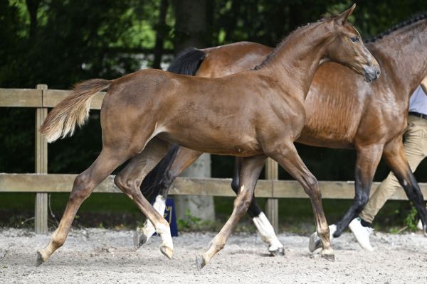 Untouched Son JPS x Quattro B Unbelievable Touch Z