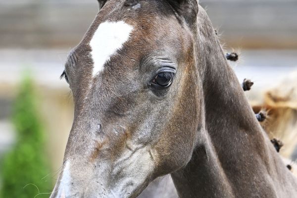 Qlassic Bois Margot x Taloubet Z Qlassibelle GHBC Z