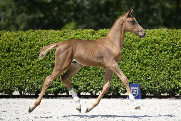 Emerald x Carthago Z Evander Hero Z