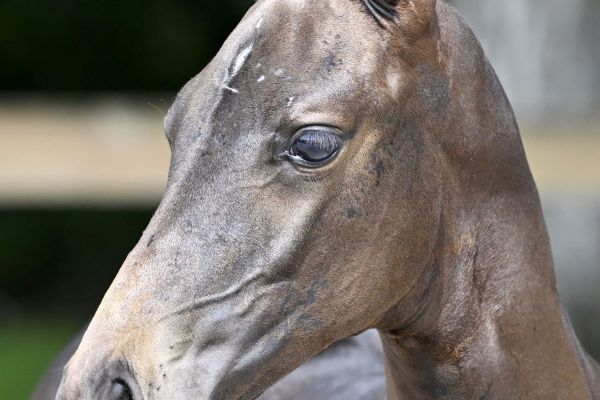 Chacco Blue x Kannan Chapsie Z