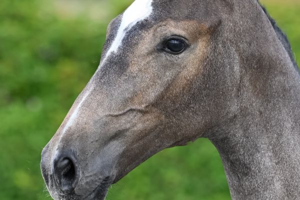 Catoki x Opium de Talma Call On Me d'Grandin Z