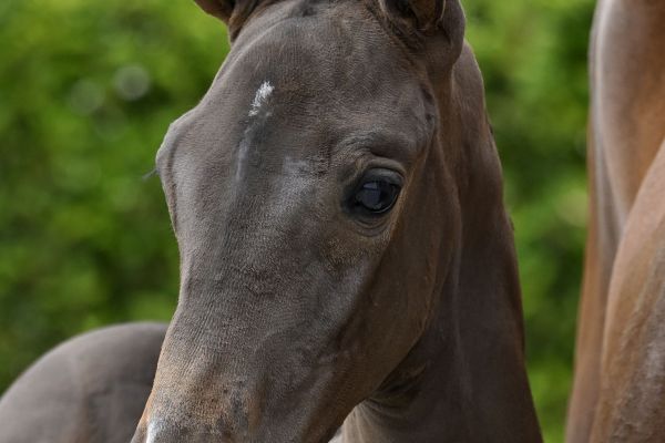 Dancing Queen BLE Z Dancing Queen BLE Z