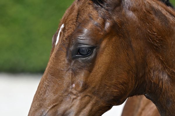 Taloubea's Pleasure Z Taloubea's Pleasure Z