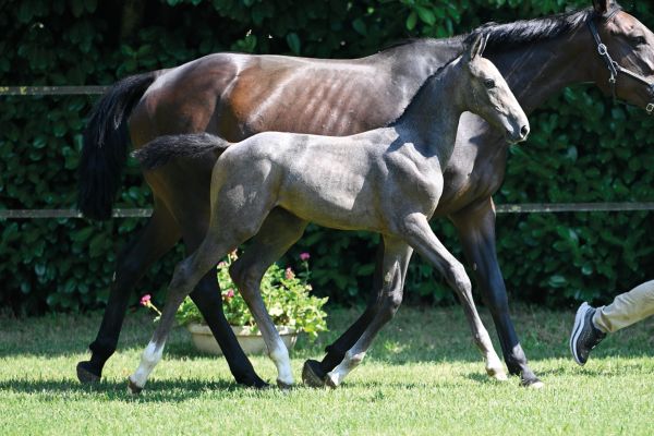 Claretta di Villagana Z Claretta di Villagana Z