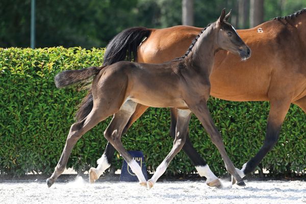 D - Quel Diamond ML Z D - Quel Diamond ML Z